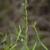 Twining stem