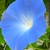 'Heavenly Blue" flower