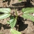 Seedling