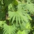 Large lobed green leaf