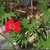 Red trumpet=shaped flower and deeply lobed leaves