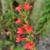 Ipomopsis rubra