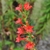 Cluster of red tubular flowers
