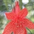 Red flower with yellow speckled red inside leaves