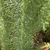 Stem leaves