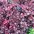  Iresine herbstii 'Brilliantissima'
