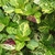 Green leaves with yellow veins