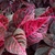 Close up of varigated leaves