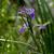 Iris hexagona
