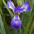 Iris hexagona