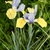 Dutch Iris 'Oriental Beauty' - Mid April - Flower - Wake Co, NC