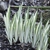 Form