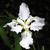 Iris tectorum
