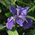Iris tectorum