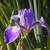 Iris virginica
