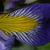 Iris virginica