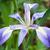 Iris virginica