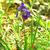 Iris virginica