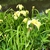 Iris - x - Pseudata - Kinboshi - Sunken Garden , Wake County