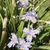 Spring blooms (Cabarrus Co. NC)