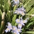 Light blue flowers with orange crests  (Cabarrus Co. NC)
