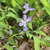 Iris cristata