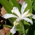 White flowers with golden crests