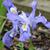 Close up of flower