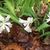 Form in bloom