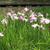Iris ensata