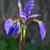 Iris sibirica flower