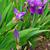 Iris germanica buds, leaves, and flowers