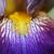 Iris germanica flower close up