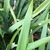 Leaf close-up (cabarrus Co. NC)