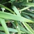 Leaf close-up upper side (cabarrus Co. NC)