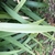 Underside of leaf (Spring, Cabarrus Co. NC)