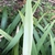 Underside of leaf (Spring, Cabarrus Co. NC)