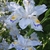 White blooms