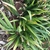 Winter form of the leaves (Cabarrus Co. NC)