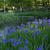 Iris laevigata bordering a pond or stream