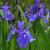 Iris laevigata flowers