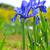 Iris laevigata flowers