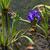 Iris laevigata in water