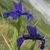 Group of blue irises.
