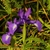 Group of blue-violet irises.