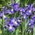 Group of blue irises.