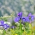 Group of blue irises.