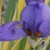 Purple iris flower with yellow striped leaves in the background.
