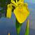 Close up of flower