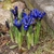 small irises with vivid blue flowers